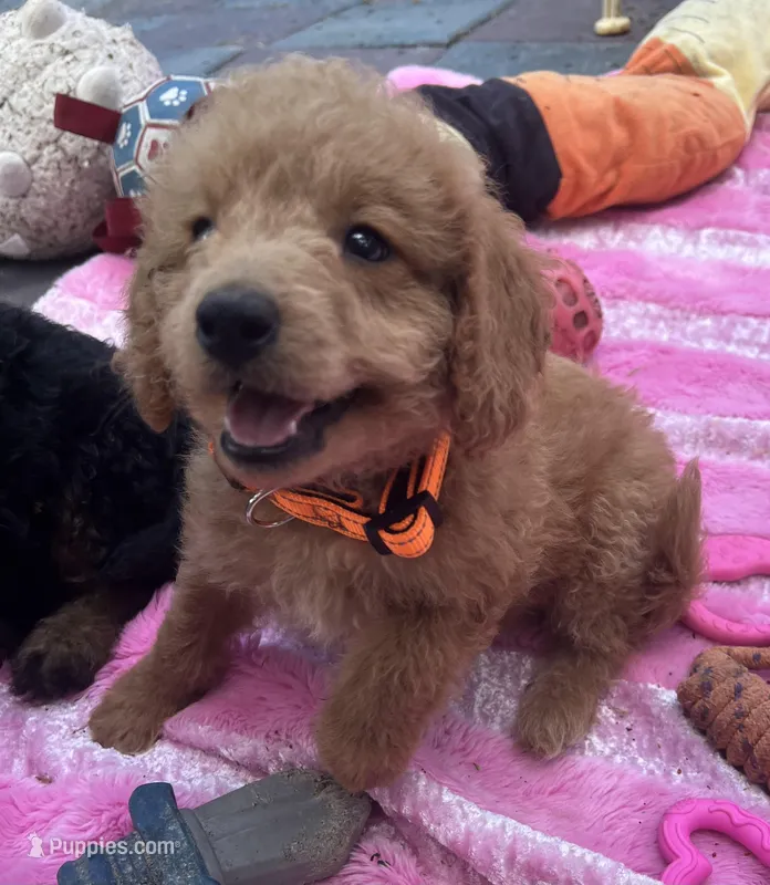 Gator mini/medium – Miniature Goldendoodle puppy for sale in Summerfield, FL