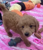 Gator mini/medium, a male Miniature Goldendoodle for sale in Summerfield, FL – Photo 3 of 7
