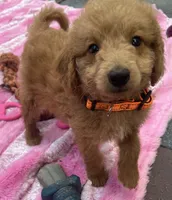 Gator mini/medium, a male Miniature Goldendoodle for sale in Summerfield, FL – Photo 5 of 7