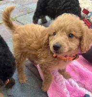 Gator mini/medium, a male Miniature Goldendoodle for sale in Summerfield, FL – Photo 2 of 7