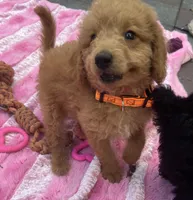 Gator mini/medium, a male Miniature Goldendoodle for sale in Summerfield, FL – Photo 4 of 7
