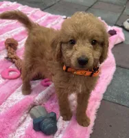 Gator mini/medium, a male Miniature Goldendoodle for sale in Summerfield, FL – Photo 6 of 7