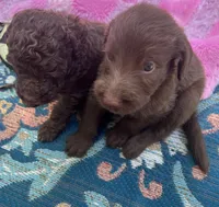 Diamonds Purple collar girl, a female Labradoodle for sale in Summerfield, FL – 4 of 6
