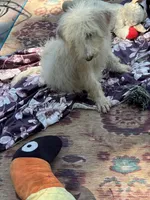 Cocoas Purple, a female Labradoodle for sale in Summerfield, FL – 5 of 10