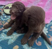 Diamonds Purple collar girl, a female Labradoodle for sale in Summerfield, FL – 6 of 6
