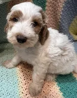 Willow Orange collar MINI, a female Goldendoodle for sale in Summerfield, FL – 6 of 8