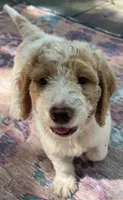 Daisys Red Collar Cream Parti boy Mini/ Medium Goldendoodle, a male Goldendoodle for sale in Summerfield, FL – 2 of 10
