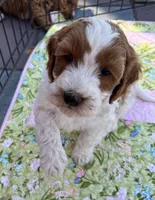 MINI Willow Red collar Boy, a male Goldendoodle for sale in Summerfield, FL – Photo 1 of 2