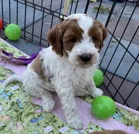 MINI Willow Red collar Boy, a male Goldendoodle for sale in Summerfield, FL – Photo 2 of 2