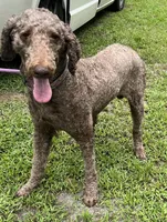 Thor, a male Poodle - Standard  for sale in Summerfield, FL – Photo 1 of 6