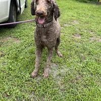 Thor, a male Poodle - Standard  for sale in Summerfield, FL – Photo 5 of 6