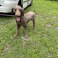 Thor, a male Poodle - Standard  for sale in Summerfield, FL – Photo 6 of 6