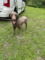 Thor, a male Poodle - Standard  for sale in Summerfield, FL – Photo 6 of 6