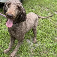 Thor, a male Poodle - Standard  for sale in Summerfield, FL – Photo 3 of 6