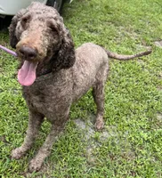 Thor, a male Poodle - Standard  for sale in Summerfield, FL – Photo 3 of 6