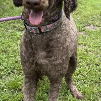 Thor, a male Poodle - Standard  for sale in Summerfield, FL – Photo 2 of 6