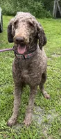 Thor, a male Poodle - Standard  for sale in Summerfield, FL – Photo 2 of 6