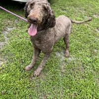 Thor, a male Poodle - Standard  for sale in Summerfield, FL – Photo 4 of 6