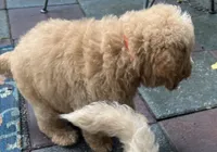 Aussies Orange Collar, a male Labradoodle for sale in Summerfield, FL – 5 of 7
