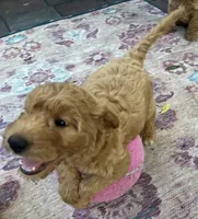 Daisys Purple Collar Cream Girl Mini/ Medium Goldendoodle, a female Goldendoodle for sale in Summerfield, FL – 3 of 9