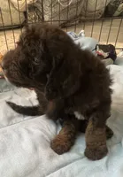 Cocoas White collar boy, a male Labradoodle for sale in Summerfield, FL – 2 of 6