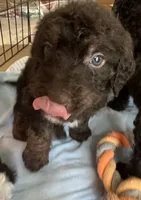 Cocoas White collar boy, a male Labradoodle for sale in Summerfield, FL – 6 of 6