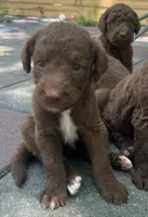 Diamonds Yellow collar girl, a female Labradoodle for sale in Summerfield, FL – 1 of 3
