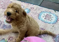 Daisys Purple Collar Cream Girl Mini/ Medium Goldendoodle, a female Goldendoodle for sale in Summerfield, FL – 8 of 9