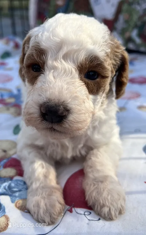 MINI Willows Pink Collar Girl