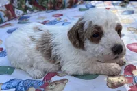 processed/13885354-b27e-4c54-b735-83ae5a3c2cb1/listing/95ce0412-db83-4c79-9f79-a5b86d00bc39/b1fd842d-2ca0-4757-8100-975b95593357