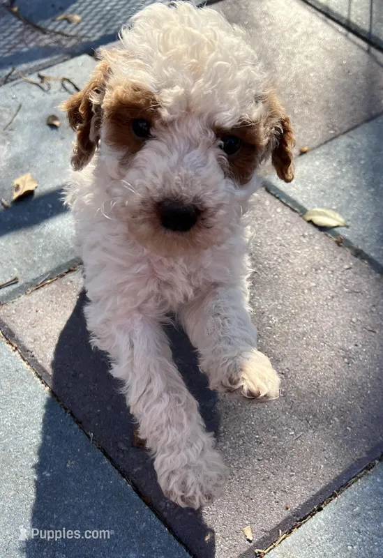 MINI Willows Pink Collar Girl