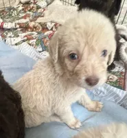 Cocoas Green Collar, a male Labradoodle for sale in Summerfield, FL – 4 of 4