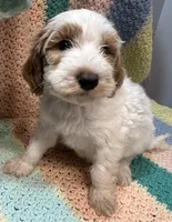 Willow Orange collar MINI, a female Goldendoodle for sale in Summerfield, FL – 3 of 8