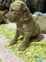 Daisys White Collar Cream boy Mini/ Medium Goldendoodle, a male Goldendoodle for sale in Summerfield, FL – 3 of 3