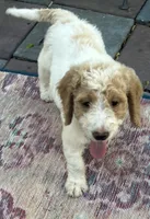 Daisys Red Collar Cream Parti boy Mini/ Medium Goldendoodle, a male Goldendoodle for sale in Summerfield, FL – 10 of 10