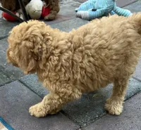 Ambers Orange, a male Goldendoodle for sale in Summerfield, FL – 6 of 8