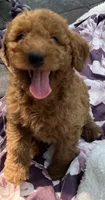 Ambers Blue, a male Goldendoodle for sale in Summerfield, FL – 4 of 6