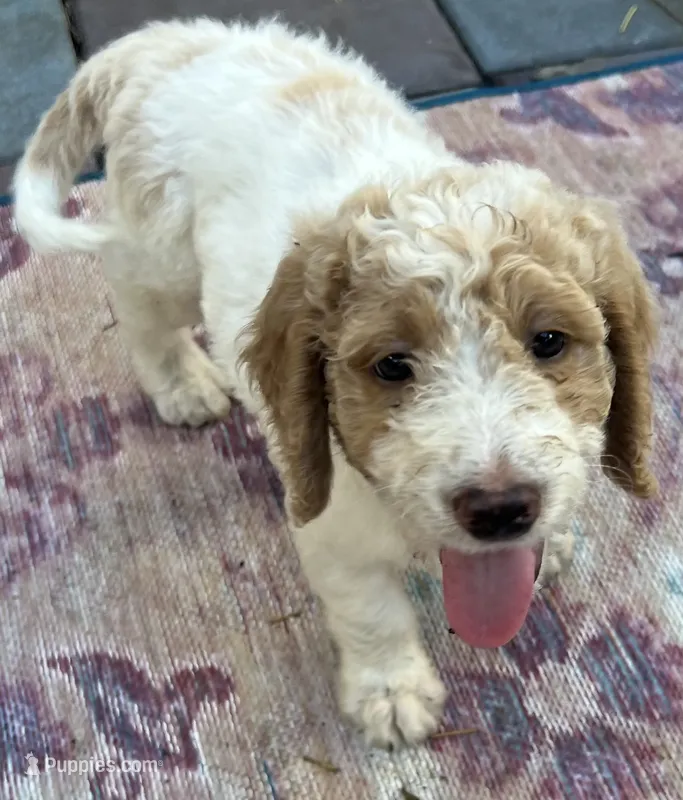 Daisys Red Collar Cream Parti boy Mini/ Medium Goldendoodle – Goldendoodle puppy for sale in Summerfield, FL