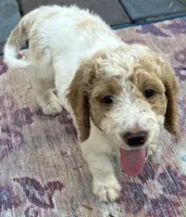 Daisys Red Collar Cream Parti boy Mini/ Medium Goldendoodle, a male Goldendoodle for sale in Summerfield, FL – 1 of 10