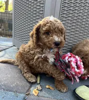 MINI Willows Blue collar Boy, a male Goldendoodle for sale in Summerfield, FL – Photo 3 of 3