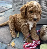 MINI Willows Blue collar Boy, a male Goldendoodle for sale in Summerfield, FL – Photo 1 of 3