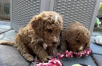 MINI Willows Blue collar Boy, a male Goldendoodle for sale in Summerfield, FL – Photo 2 of 3