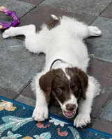 Mocha White Collar, a male Labradoodle for sale in Summerfield, FL – 8 of 8
