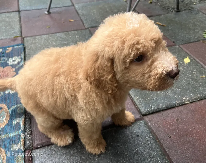 Aussies Orange Collar – Labradoodle puppy for sale in Summerfield, FL