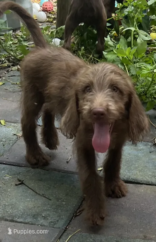 Diamonds Orange collar boy – Labradoodle puppy for sale in Summerfield, FL