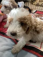 Willow Orange collar MINI, a female Goldendoodle for sale in Summerfield, FL – 1 of 8