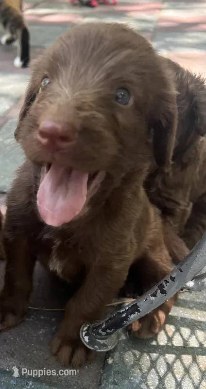 Diamonds Orange collar boy – Labradoodle puppy for sale in Summerfield, FL