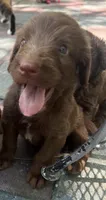 Diamonds Orange collar boy, a male Labradoodle for sale in Summerfield, FL – 1 of 3