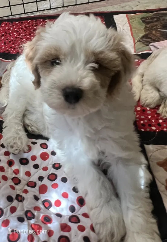 Willow Red collar MINI – Goldendoodle puppy for sale in Summerfield, FL