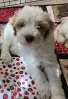 Willow Red collar MINI, a female Goldendoodle for sale in Summerfield, FL – 1 of 5